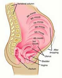 pregnancy stages